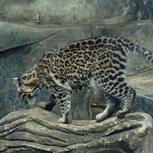 Ocelot - Toucan Ridge