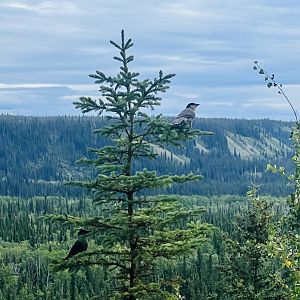 Canada Jays - Alaska
