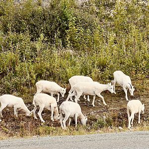 Dall Sheep - Alaska
