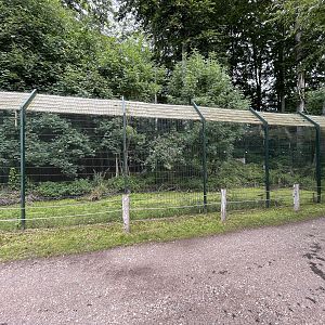 Yellow-throated Marten Exhibit