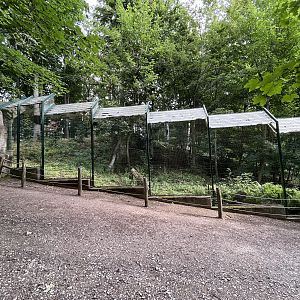 Yellow-throated Marten Exhibit