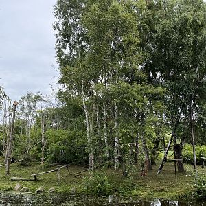 White-handed Gibbon Exhibit