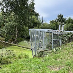 White-handed Gibbon Exhibit