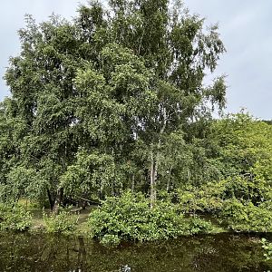 White-handed Gibbon Exhibit