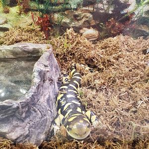 Hobe Sound Nature Center - Tiger Salamander