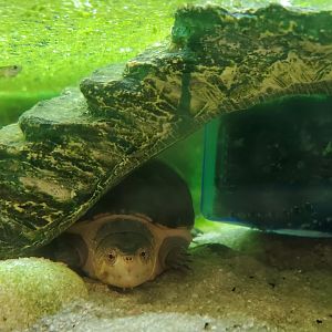 Hobe Sound Nature Center - Striped Mud Turtle
