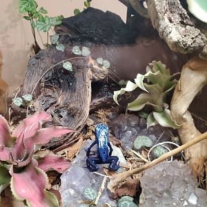 Hobe Sound Nature Center - Blue Poison Dart Frog