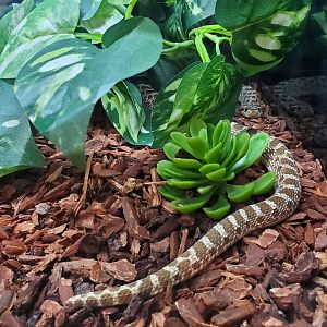 Hobe Sound Nature Center - Eastern Hognose Snake
