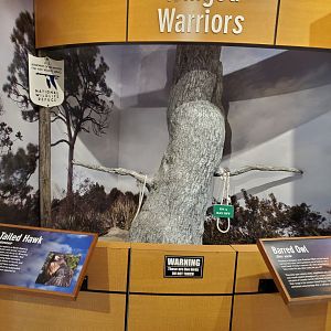 Hobe Sound Nature Center - Ambassador Birds Stage