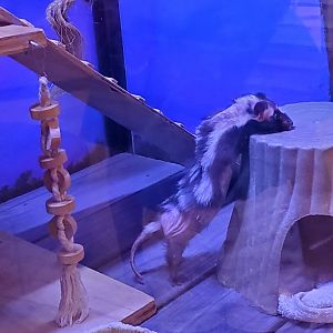 Hobe Sound Nature Center - Eastern Spotted Skunk