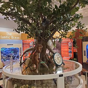 Hobe Sound Nature Center - Mangrove set