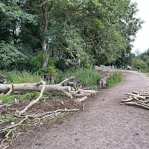 Inca Trail Donkey Walk Through