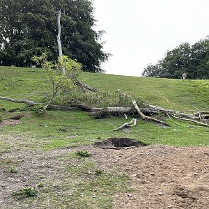 Vicuña/Capybara Walk Through Exhibit