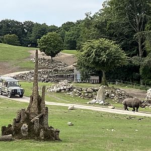 Black Rhino in African Savanna Exhibit