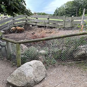 Red River Hog Exhibit