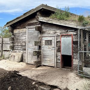 Red River Hog House
