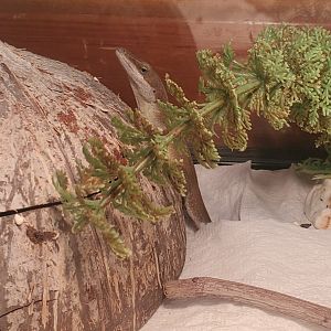 The River Center (2022) - Green Anole