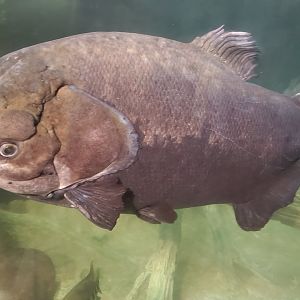 The River Center (2022) - Pacu