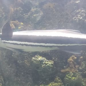 The River Center (2022) - Remora