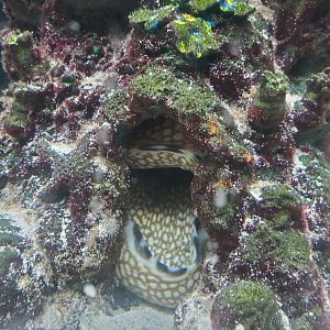 The River Center (2022) - Honeycomb Moray