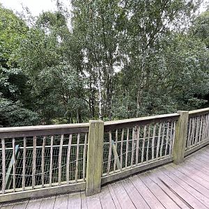 Lion Exhibit #2 (look down on cats)