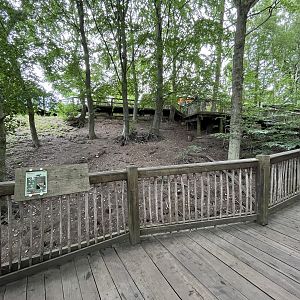 Banded Mongoose Exhibit