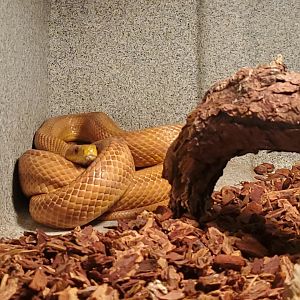 Okeeheelee Nature Center - Rat Snake