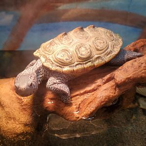 Okeeheelee Nature Center - Diamondback Terrapin