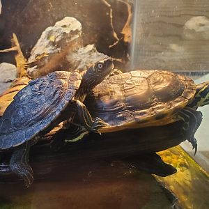 Okeeheelee Nature Center - Turtles