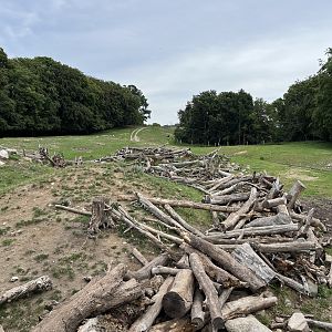 American Black Bear Exhibit