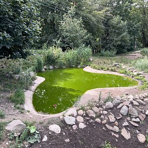 African Wild Dog Exhibit