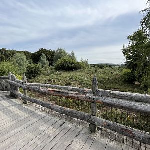 African Wild Dog Exhibit