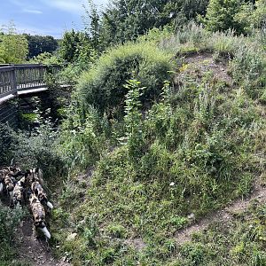 African Wild Dog Pack (12+ animals)