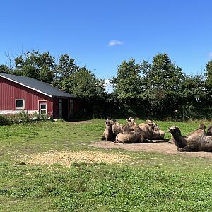 Bactrian Camel Exhibit