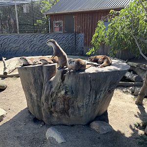Small-clawed Otter Exhibit