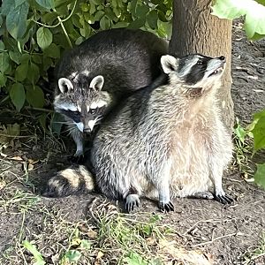 Obese Raccoons (fed by public)