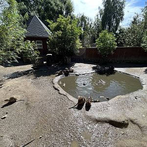 Coypu Exhibit (50+ animals)