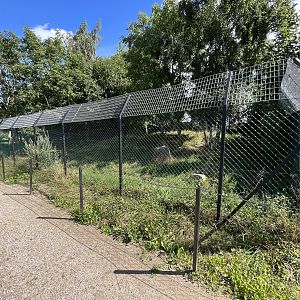 Chinese Dhole Exhibit