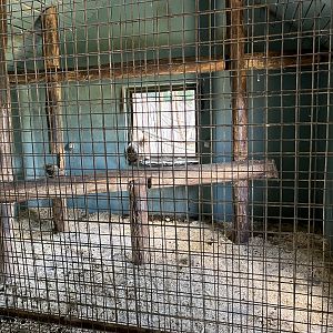 Barbary Macaque Indoor Exhibit