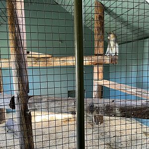 Patas Monkey Indoor Exhibit