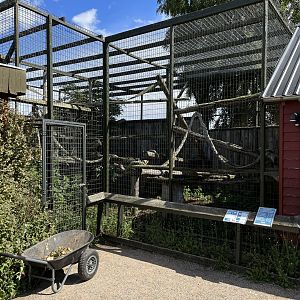 Patas Monkey Exhibit