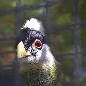 White crested turaco