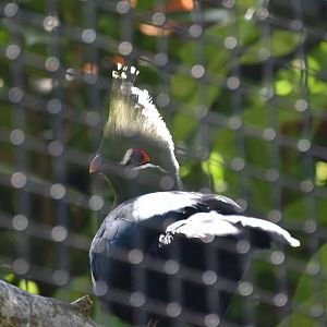 Livingstone's turaco