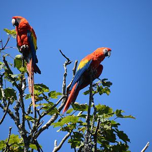 Scarlet macaw