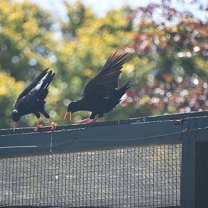 British red-billed chough