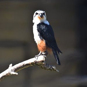 Collared falconet