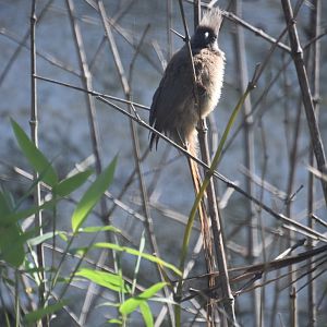 Speckled mousebird