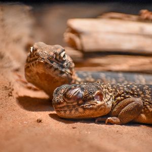 Central Netted Dragons
