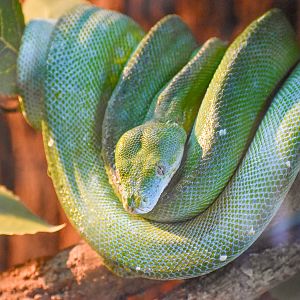 Green Tree Python