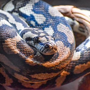 Jungle Carpet Python